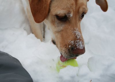 The Licker.jpg
