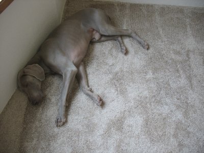 color matching the dog and the carpet