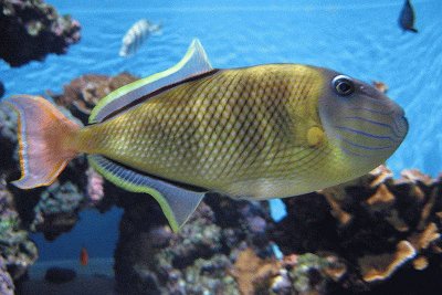 Waikiki acquarium yellow fish