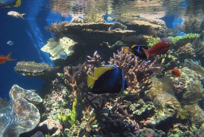 Waikiki acquarium reef tank