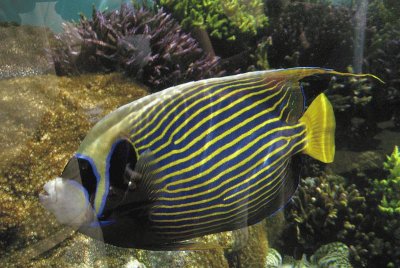 Waikiki acquarium blue striped fish