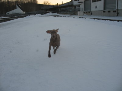 snow dog