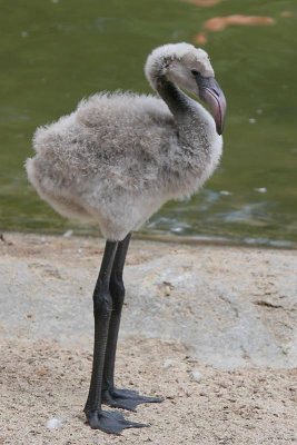 flamingo chick
