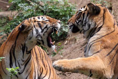fighting tigers