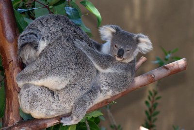 mama and baby