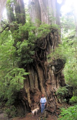 Big Cedar, just south of Ruby Beach