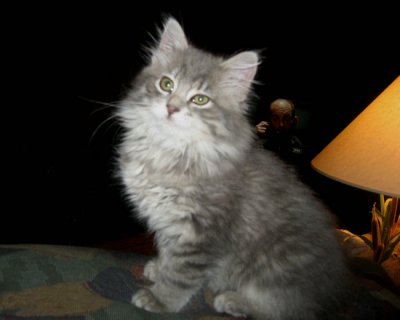 Bailey