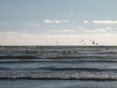 pelicans and cormorants inspect the swimmers