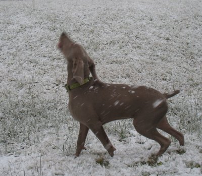 first encounter with snow - it's hard to catch!