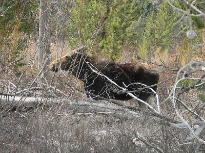 moose in brush
