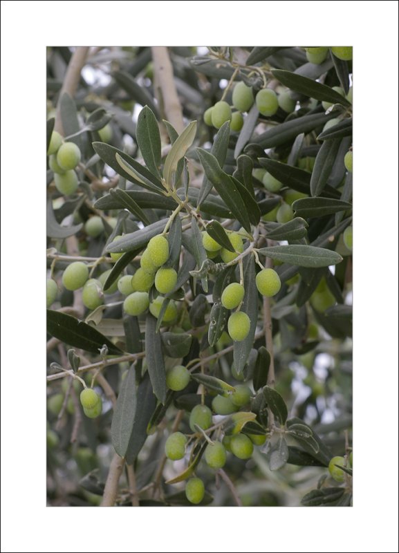 Olives