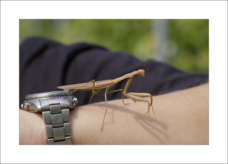 Mantis