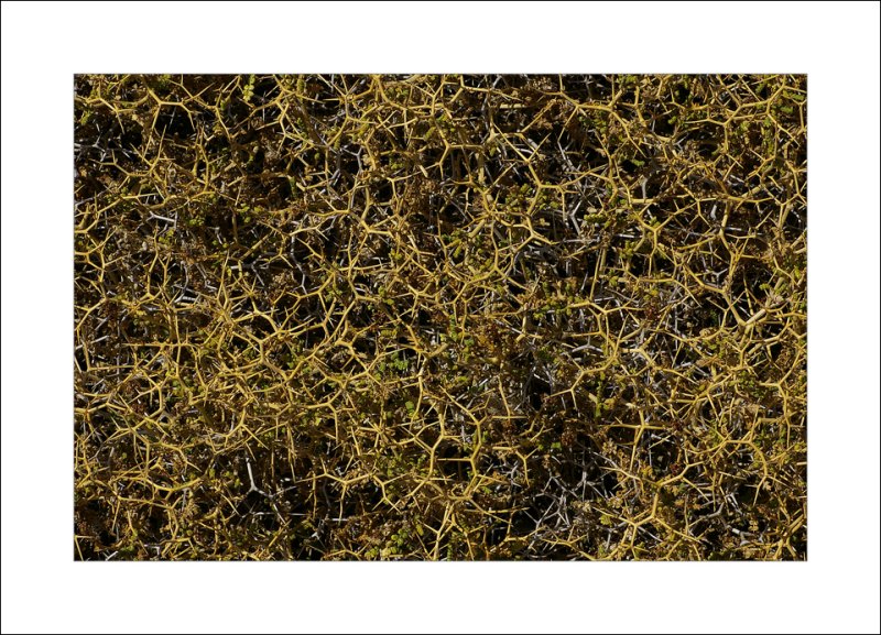 Bush close up
