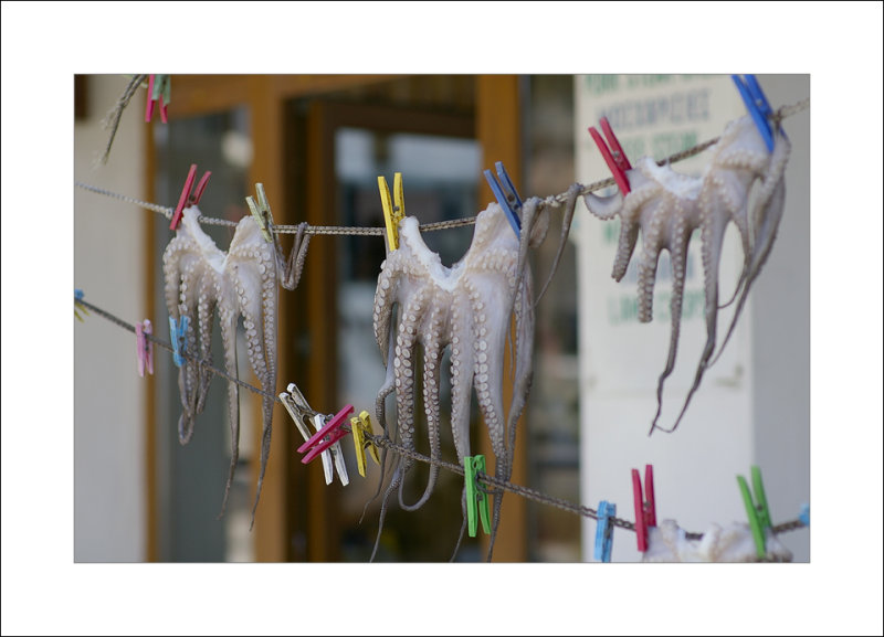 Octopus