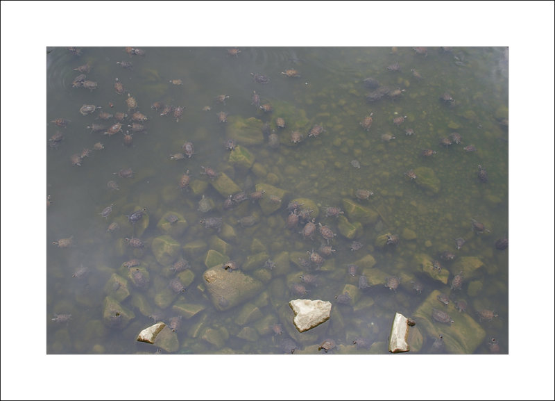 Fresh water turtles