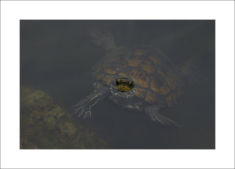 Turtle