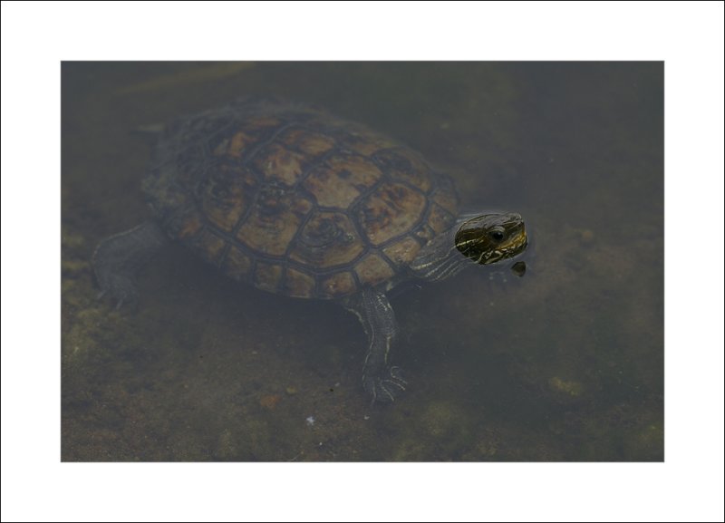 Turtle