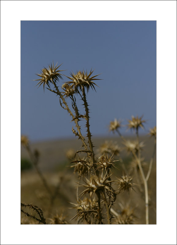 Spikes