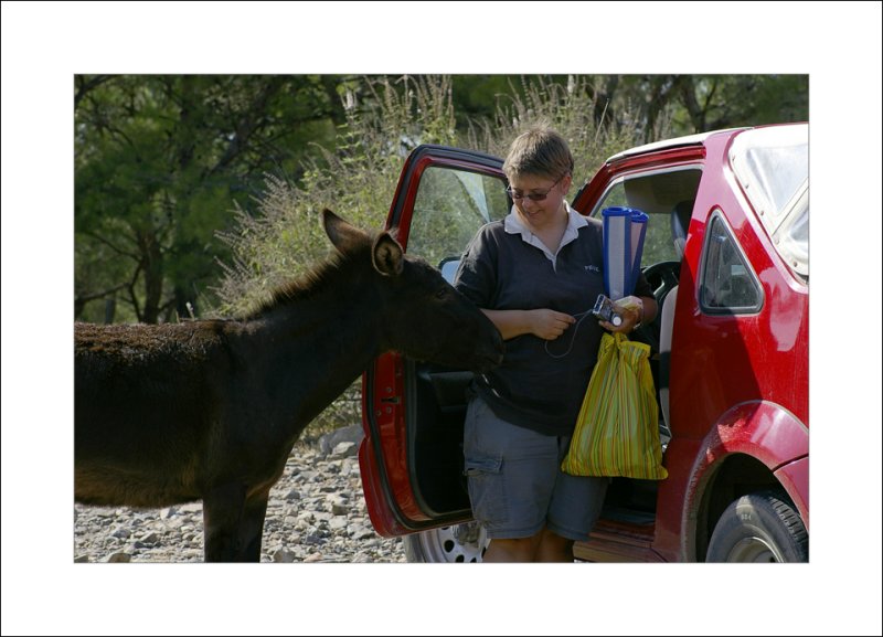 Social donkey on the road