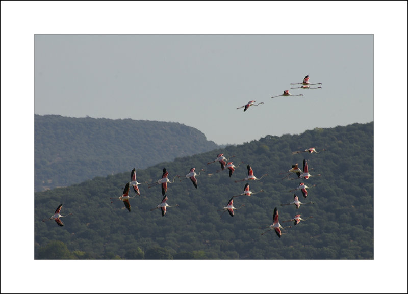 Flamingoes in Kaloni