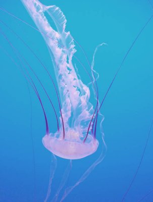 Jellyfish Serenade.