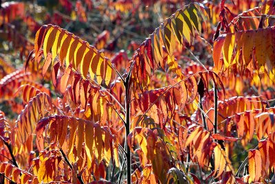 Vinaigrier automne 2008