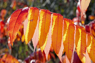 Vinaigrier automne 2008