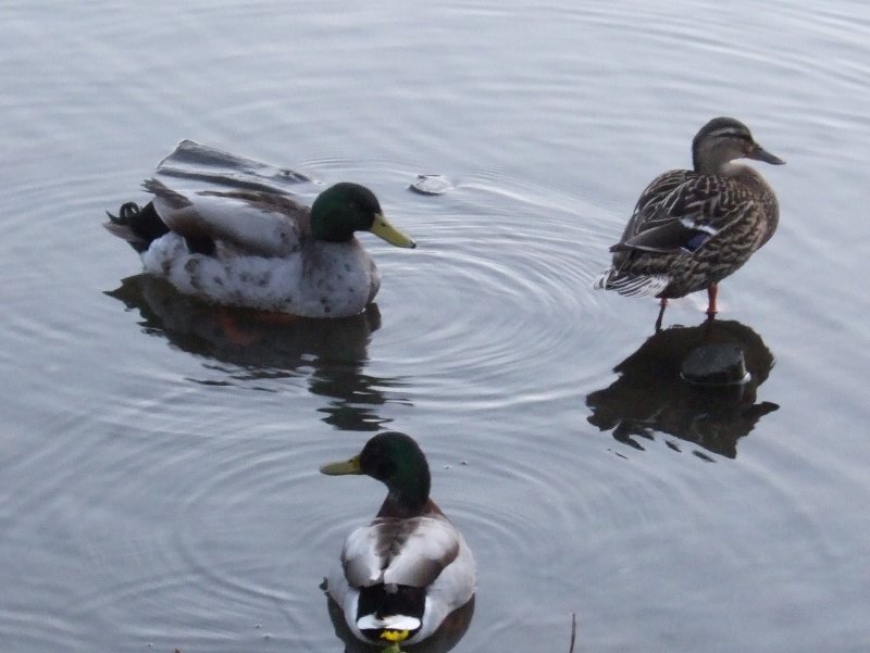 Pond Life