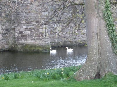 Swans at Beaumaris Castle