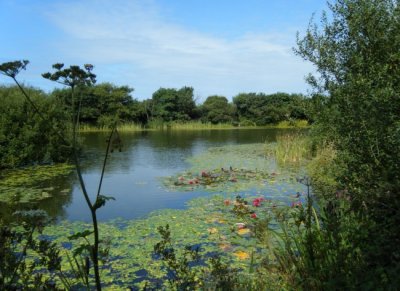 Llyn Llwynog
