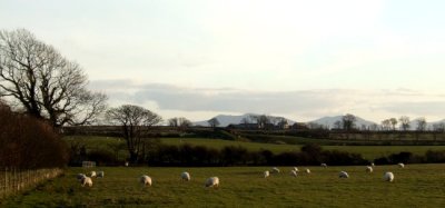 Sheep may safely graze