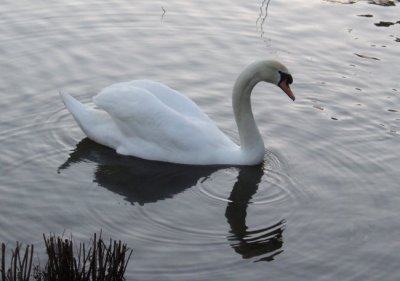 Reflective swan