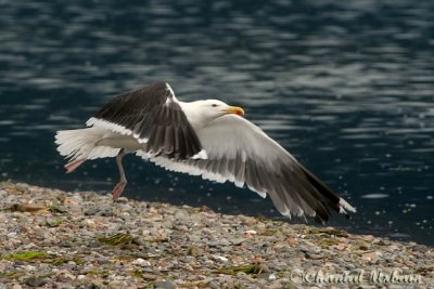 20080722_4645 Goeland Marin.jpg