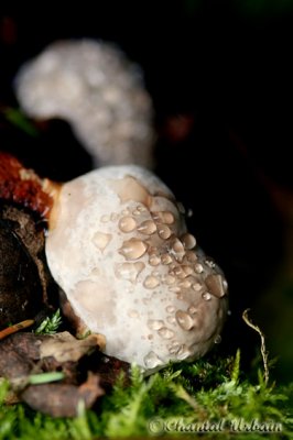 Mushrooms / Champignons