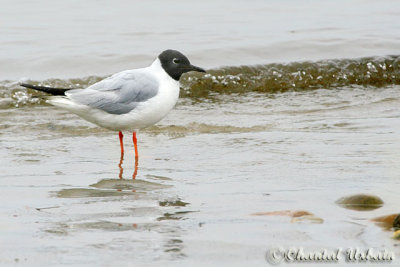 20090727_1860 Mouette de Bonaparte.jpg