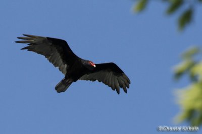  Urubu a tte rouge / Turkey Vulture