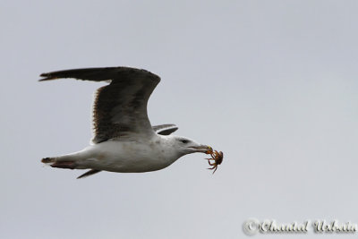 Aquatic Birds / Oiseaux Aquatique