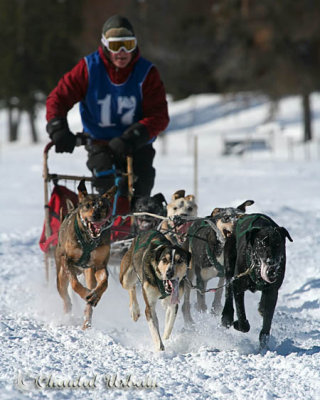 Courses de chiens de traineaux / Dogsledding Races