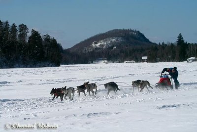 Courses de chiens de traineaux / Dogsledding Races