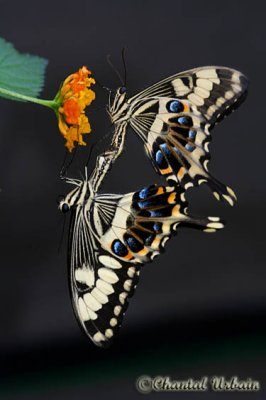 20080228_1194 Papilio demodocus.jpg