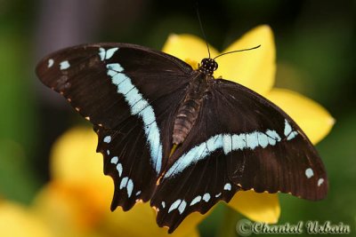 20080228_1132 Papilio nireus.jpg