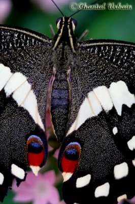 20080228_1129 Papilio demodocus.jpg