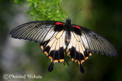 20080228_1121 Papilio memnon.jpg