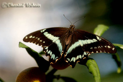 20080228_1122 Papilio nireus.jpg