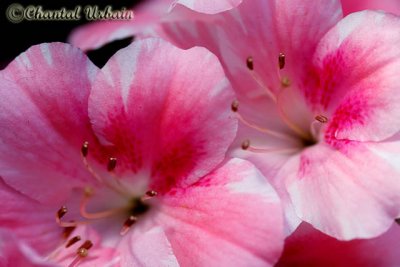 20080228_1169 fleurs.jpg