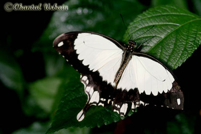 20080302_1260 Papilio dardanus.jpg