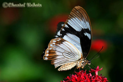 20080302_1269 Papilio dardanus.jpg