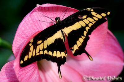20080302_1271 Papilio thoas.jpg