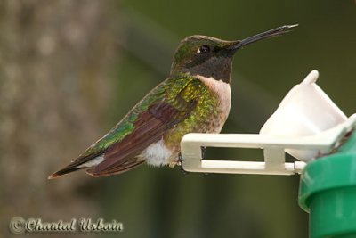 20080516_2252 Colibri a gorge rubis.jpg