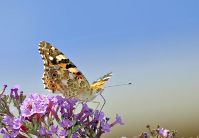 butterfly